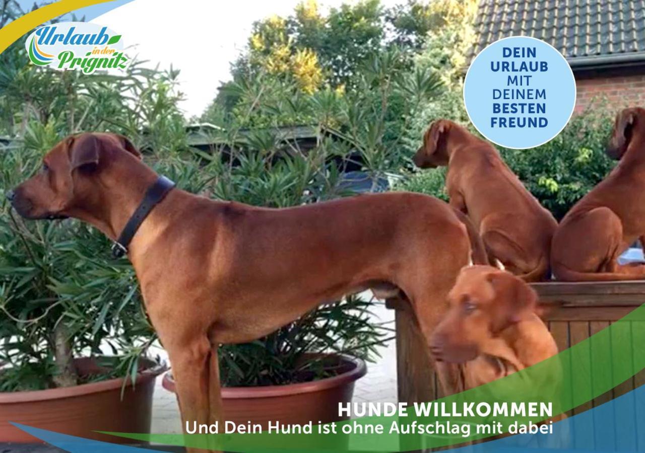 Jagd-Angler-Holzhaus-Im-Wald-Am-See Villa Kyritz Eksteriør billede