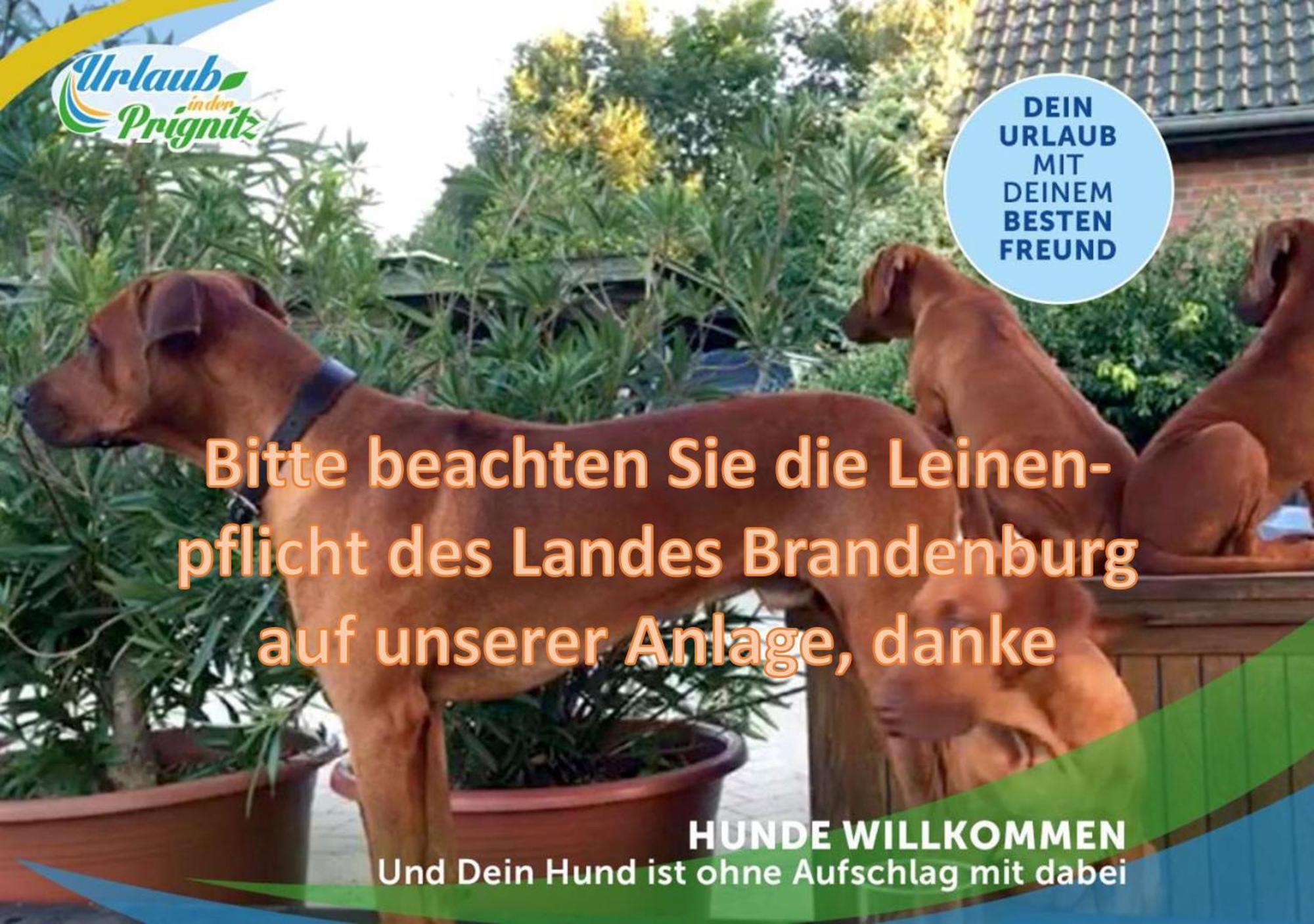 Jagd-Angler-Holzhaus-Im-Wald-Am-See Villa Kyritz Eksteriør billede